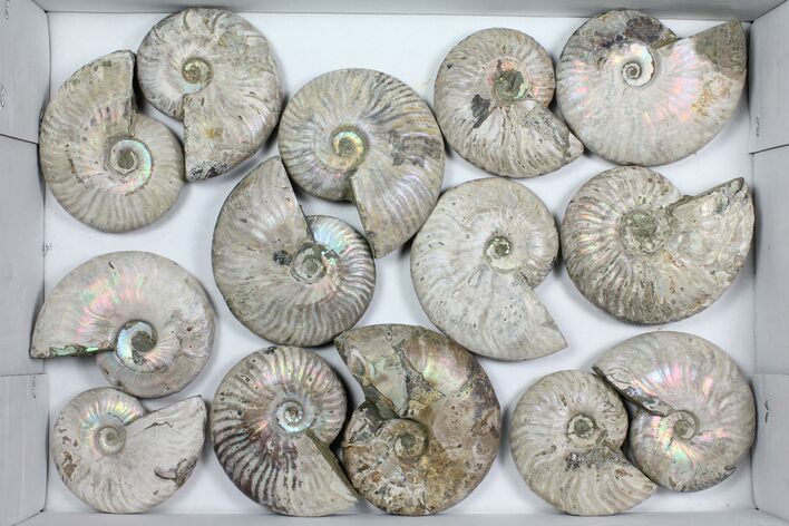 Lot: - Silver Ammonite Fossils - Pieces #101589